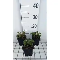 GRDplanten 6 x Iberis semp. 'Appen Etz' - Schleifenblume - Topf 9 x 9 cm