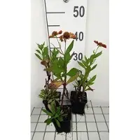 GRDplanten 6 x Helenium hybr. 'Waltraut' - Sonnenbraut - Topf 9 x 9 cm