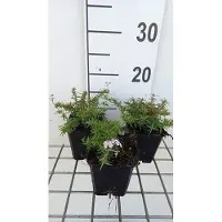 GRDplanten 6 x Phlox (s) 'Kimono Pink White' - Flammenblume - Topf 9 x 9 cm