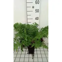 GRDplanten 6 x Dryopteris carthusiana - Dorniger Wurmfarn - Topf 9 x 9 cm