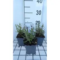 GRDplanten 6 x Lavandula ang. 'Superbleu' - Lavendel - Topf 9 x 9 cm