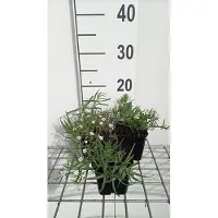 GRDplanten 6 x Gypsophila hybr. 'Rosenschleier' - Gypsophila - Topf 9 x 9 cm