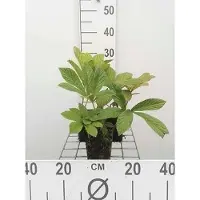 GRDplanten 6 x Rodgersia pinnata - Schaublatt - Topf 9 x 9 cm