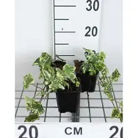 GRDplanten 12 x Hedera helix 'Yellow Ripple' - Gelbgewellter Efeu - Topf 9 cm x 9 cm