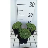 GRDplanten 6 x Sedum hispanicum ( 'Glaucum') - Fettblatt - Topf 9 x 9 cm