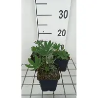 GRDplanten 6 x Lupinus hybr. 'Chandelier' ( 'kronleuchter') - Lupine - Topf 9 x 9 cm