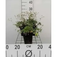GRDplanten 6 x Potentilla trid. 'Nuuk' - Fingerstrauch - Topf 9 x 9 cm