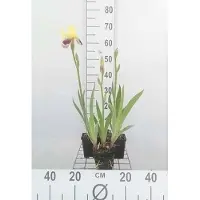 GRDplanten 6 x Iris (germ.) 'Nibelungen' - Schwertlilie - Topf 9 x 9 cm