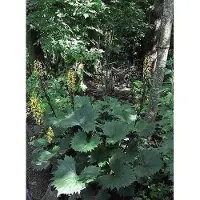 GRDplanten 6 x Ligularia sten. 'The Rocket' - Goldkolben - Topf 9 x 9 cm