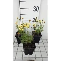 GRDplanten 6 x Coreopsis hybr. 'Creme Brullee' - Mädchenauge - Topf 9 x 9 cm