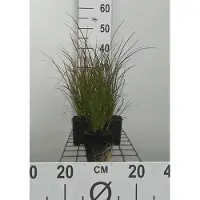 GRDplanten 6 x Carex testacea - Rote Garten-Segge - Topf 9 x 9 cm