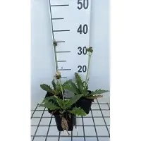 GRDplanten 6 x Cirsium riv. 'Frosted Magic' - Kratzdistel - Topf 9 x 9 cm