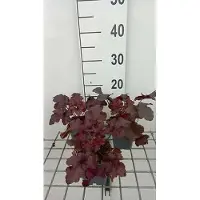 GRDplanten 6 x Heuchera hybr. 'Red Sea' - Purpurglöckchen - Topf 9 x 9 cm