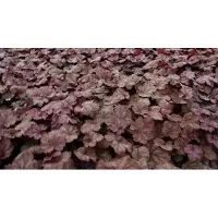 GRDplanten 6 x Heuchera hybr. 'Beaujolais' - Purpurglöckchen - Topf 9 x 9 cm