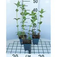 GRDplanten 6 x Monarda hybr. 'Cambridge Scarlet' - Indianernessel - Topf 9 x 9 cm