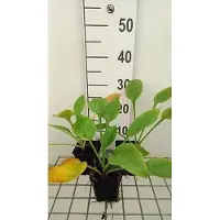 GRDplanten 6 x Hosta hybr. 'Blue Umbrellas' - Hosta - Topf 9 x 9 cm