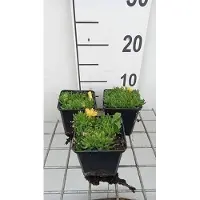 GRDplanten 6 x Delosperma congestum - Winterharte - Topf 9 x 9 cm