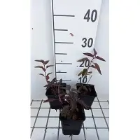 GRDplanten 6 x Heliopsis hel. 'Burning Hearts' - Heliopsis - Topf 9 x 9 cm
