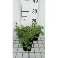 GRDplanten 6 x Pulsatilla vulg. 'Röde Klokke' - Kuhschelle - Topf 9 x 9 cm