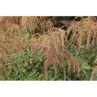 GRDplanten 6 x Astilbe (t) 'Straussenfeder' - Prachtspiere - Topf 9 x 9 cm