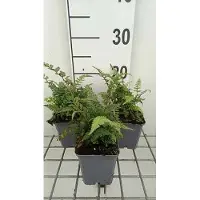 GRDplanten 6 x Athyrium nip. 'Red Beauty' - Japanischer Regenbogenfarn 'Red Beauty' - Topf 9 x 9 cm