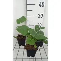 GRDplanten 6 x Lunaria annua - Lunaria - Topf 9 x 9 cm