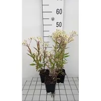 GRDplanten 6 x Aster umbellatus 'Weisser Schirm' - Herbstaster - Topf 9 x 9 cm