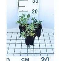 GRDplanten 6 x Lupinus hybr. 'Gallery Yellow' - Lupine - Topf 9 x 9 cm