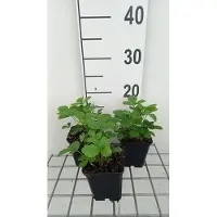 GRDplanten 6 x Fragaria vesca 'Alexandria' - Wald-Erdbeere - Topf 9 x 9 cm