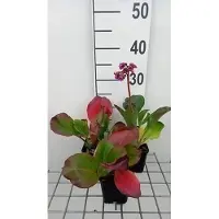 GRDplanten 6 x Bergenia purpurascens - pseudodictamnus - Topf 9 x 9 cm