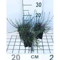 GRDplanten 6 x Dianthus delt. 'Splendens' - Nelke - Topf 9 x 9 cm