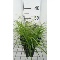 GRDplanten 6 x Carex sylvatica - Wald Segge - Topf 9 x 9 cm