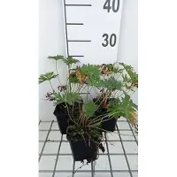 GRDplanten 6 x Geranium prat. 'Mrs. Kendall Clark' - Storchenschnabel- Topf 9 x 9 cm