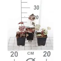 GRDplanten 6 x Heuchera hybr. 'Black Beauty' - Purpurglöckchen - Topf 9 x 9 cm