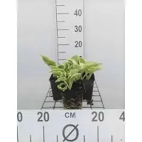 GRDplanten 6 x Hosta hybr. 'Wide Brim' - Topf 9 x 9 cm