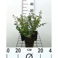 GRDplanten 12 x Symphoricarpos chen. 'Hancock' - Niedrige Purpurbeere 'Hancock' - Topf 9 cm x 9 cm