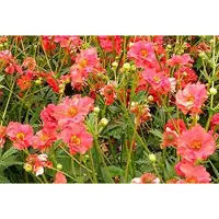 GRDplanten 6 x Geum chil. 'Mrs. Bradshaw' ('feuerball') - Nelkenwurz - Topf 9 x 9 cm