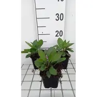GRDplanten 6 x Aster macrophyllus 'Twilight' - Herbstaster - Topf 9 x 9 cm