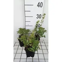GRDplanten 6 x Origanum vulg. 'Hot & Spicy' - Origanum - Topf 9 x 9 cm