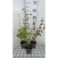 GRDplanten 6 x Salvia patens 'Royal Blue' - Sternmoos - Topf 9 x 9 cm