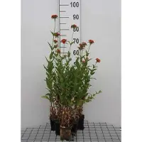 GRDplanten 6 x Lychnis chalcedonica - Lichtnelke - Topf 9 x 9 cm