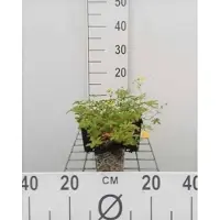 GRDplanten 6 x Potentilla aurea - Fingerstrauch - Topf 9 x 9 cm