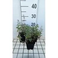 GRDplanten 6 x Nepeta racemosa 'Superba' - Katzenminze - Topf 9 x 9 cm