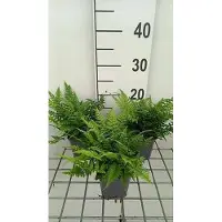 GRDplanten 6 x Polystichum tsus-simense - Asiatischer Schildfarn - Topf 9 x 9 cm