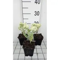 GRDplanten 6 x Sedum hybr. 'Frosty Morn' - Fettblatt - Topf 9 x 9 cm