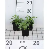 GRDplanten 6 x Centranthus ruber 'Albus' - spornblume - Topf 9 x 9 cm