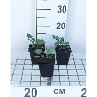 GRDplanten 6 x Persicaria ampl. 'Amethyst Summer' - Kerzenknöterich - Topf 9 x 9 cm