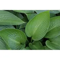 GRDplanten 6 x Hosta hybr. 'Devon Green' - Hosta - Topf 9 x 9 cm