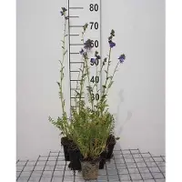 GRDplanten 6 x Polemonium caeruleum - Jakobsleiter - Topf 9 x 9 cm