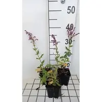 GRDplanten 6 x Salvia nem. 'Schwellenburg' - Sternmoos - Topf 9 x 9 cm